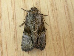 Epicyrtica leucostigma