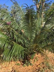 Cycas thouarsii