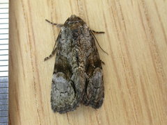 Epicyrtica leucostigma