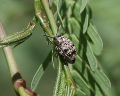 Neltumius arizonensis