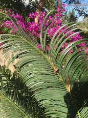 Cycas thouarsii
