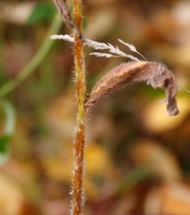 Picris japonica kamtschatica
