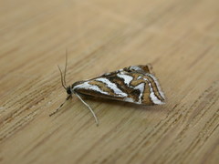 Anydraula glycerialis