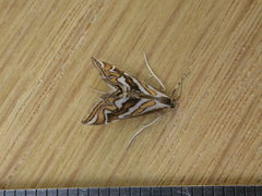 Anydraula glycerialis
