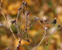 Picris japonica kamtschatica
