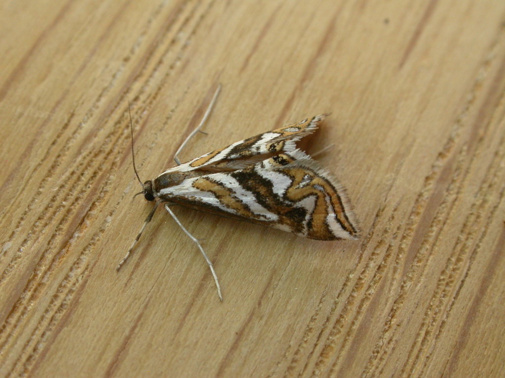 Anydraula