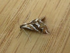 Anydraula glycerialis