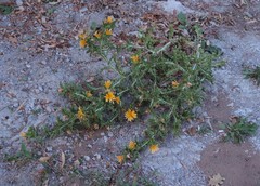 Scolymus hispanicus occidentalis