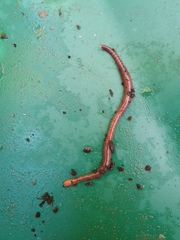 Lumbricus rubellus