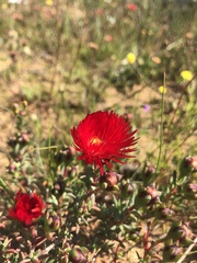 Lampranthus coccineus