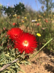 Lampranthus coccineus