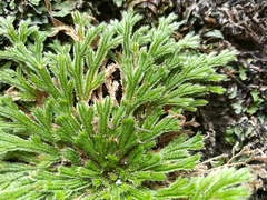 Selaginella pilifera