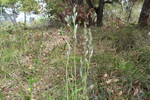 Image of Thelymitra macrophylla by (c) Em Lamond, some rights reserved (CC BY)
