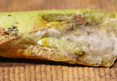 Cryptoptila immersana