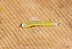 Cryptoptila immersana