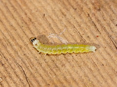 Cryptoptila immersana