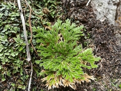 Selaginella pilifera