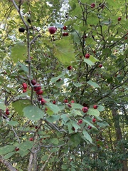 Crataegus coccinea