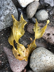 Fucus