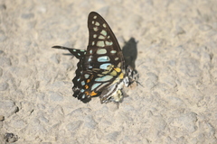 Graphium chironides
