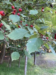 Crataegus coccinea