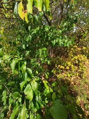 Rhamnus cathartica