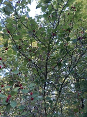 Crataegus coccinea
