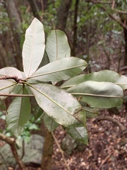 Englerophytum natalense
