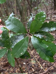 Englerophytum natalense