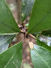 Englerophytum natalense
