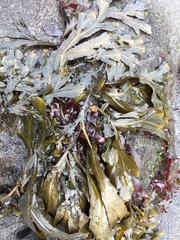Fucus serratus