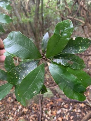 Englerophytum natalense