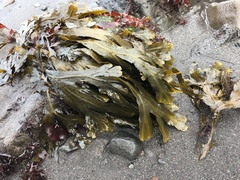 Fucus serratus