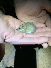 Sminthopsis crassicaudata