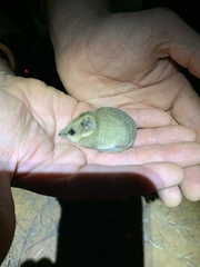 Sminthopsis crassicaudata