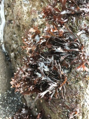 Chondrus