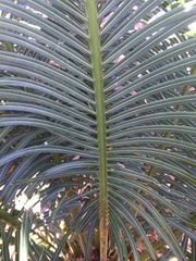 Cycas thouarsii