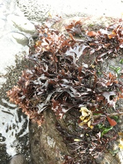 Chondrus
