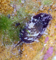 Stomatella impertusa