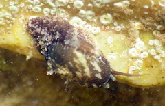 Stomatella impertusa
