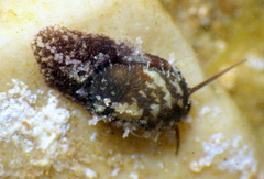 Stomatella impertusa