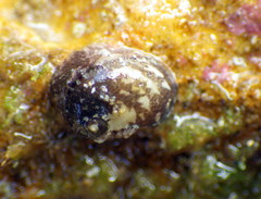 Stomatella impertusa