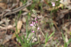Stylidium brunonianum