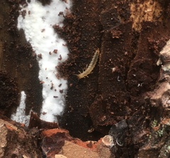 Dendrophagus crenatus