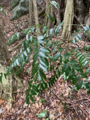 Cnestis polyphylla