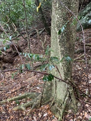 Cnestis polyphylla