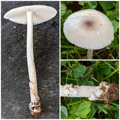 Amanita virginiana