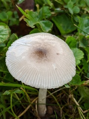 Amanita virginiana