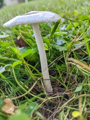 Amanita virginiana
