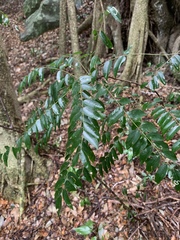 Cnestis polyphylla